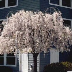 White Weeping Cherry Tree -Garden Oasis White Weeping Cherry 6