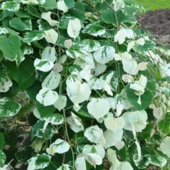 Whitewater Redbud Tree -Garden Oasis Whitewater Redbud 2