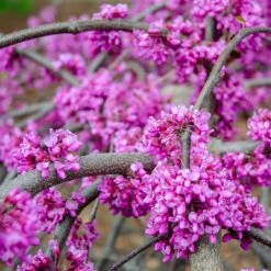 Whitewater Redbud Tree -Garden Oasis Whitewater Redbud 3