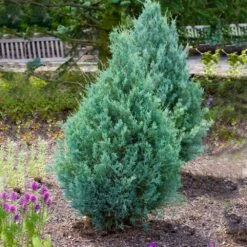 Juniper 'Wichita Blue' Tree 8 Juniper 'Wichita Blue' Tree -Garden Oasis Wichita Blue Juniper 4