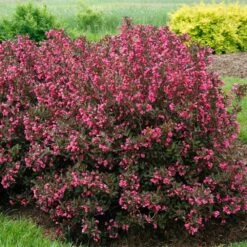 Wine & Roses® Weigela Shrub 7 Wine & Roses® Weigela Shrub -Garden Oasis Wine and Roses Weigela 2 FGT