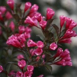 Wine & Roses® Weigela Shrub 8 Wine & Roses® Weigela Shrub -Garden Oasis Wine and Roses Weigela 3 FGT