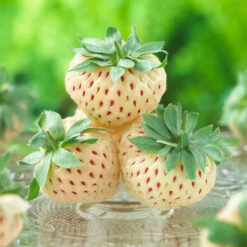 Pineberry -Garden Oasis Wonderful Pineberry 8