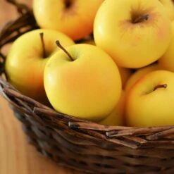 Golden Delicious Apple Tree -Garden Oasis Yellow Delicious Apples 4 FGT