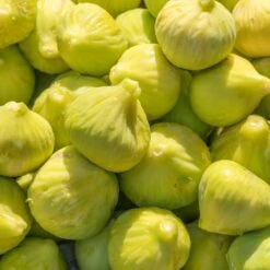 Yellow Fig Tree -Garden Oasis Yellow Fig 1