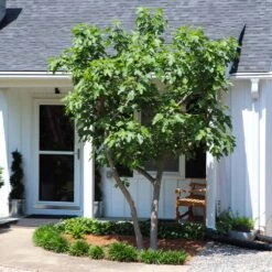 Yellow Fig Tree -Garden Oasis Yellow Fig 5