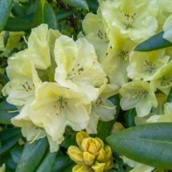 Yellow Rhododendron -Garden Oasis Yellow Rhododendron 2 FGT