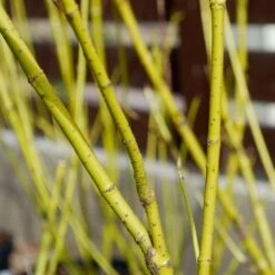 Yellow Twig Dogwood Shrub -Garden Oasis Yellow Twig Dogwood 4 FGT