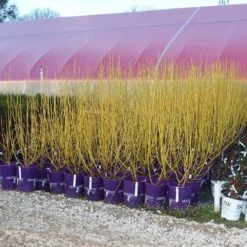 Yellow Twig Dogwood Shrub -Garden Oasis Yellow Twig Dogwood 8