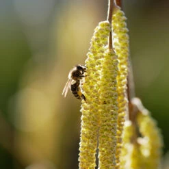 York Filbert Hazelnut 11 York Filbert Hazelnut -Garden Oasis York Hazelnut 2