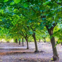 York Filbert Hazelnut 9 York Filbert Hazelnut -Garden Oasis York Hazelnut 4