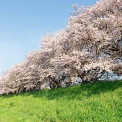 Yoshino Cherry Tree 8 Yoshino Cherry Tree -Garden Oasis Yoshino Cherry 7 FGT