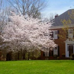 Yoshino Cherry Tree 9 Yoshino Cherry Tree -Garden Oasis Yoshino Cherry 8 FGT