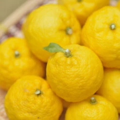 Yuzu Tree -Garden Oasis Yuzu Citrus 1 FGT