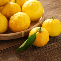 Yuzu Tree -Garden Oasis Yuzu Citrus 3 FGT
