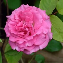 Zephirine Drouhin Climbing Rose 5 Zephirine Drouhin Climbing Rose -Garden Oasis Zephirine Drouhin Rose 1 FGT