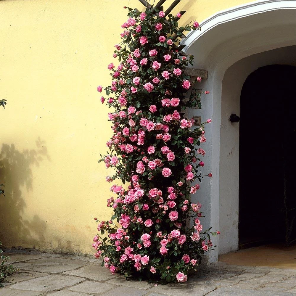 Zephirine Drouhin Climbing Rose 1 Zephirine Drouhin Climbing Rose