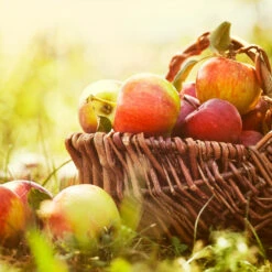 Zestar Apple Tree -Garden Oasis Zestar Apple 2