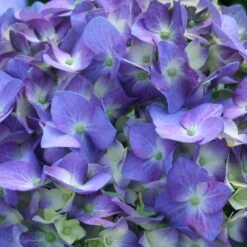 Let's Dance® Blue Jangles Hydrangea Shrub 7 Let's Dance® Blue Jangles Hydrangea Shrub -Garden Oasis hydrangea lets dance blue jangles 3
