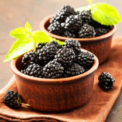 Kiowa Blackberry Bush 7 Kiowa Blackberry Bush -Garden Oasis kiowa blackberry 3