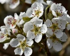 Olympic Giant Asian Pear Tree 7 Olympic Giant Asian Pear Tree -Garden Oasis olympic pear 450 1