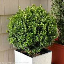 Sprinter® Boxwood Shrub -Garden Oasis sprinter boxwood 2 FGT