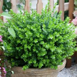 Sprinter® Boxwood Shrub -Garden Oasis sprinter boxwood 3