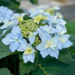 Tuff Stuff Ah-Ha® Hydrangea Shrub 10 Tuff Stuff Ah-Ha® Hydrangea Shrub -Garden Oasis tuff stuff ah ha hydrangea 3