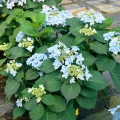 Tuff Stuff Ah-Ha® Hydrangea Shrub 11 Tuff Stuff Ah-Ha® Hydrangea Shrub -Garden Oasis tuff stuff ah ha hydrangea 4