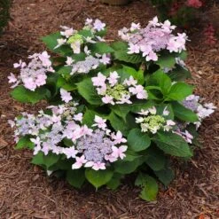 Tuff Stuff Ah-Ha® Hydrangea Shrub 12 Tuff Stuff Ah-Ha® Hydrangea Shrub -Garden Oasis tuff stuff ah ha hydrangea 7 FGT