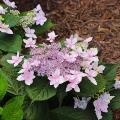 Tuff Stuff Ah-Ha® Hydrangea Shrub 13 Tuff Stuff Ah-Ha® Hydrangea Shrub -Garden Oasis tuff stuff ah ha hydrangea 8