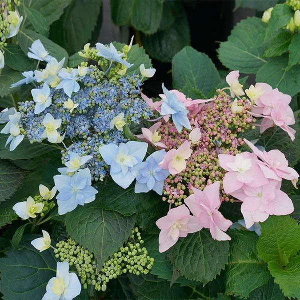 Tuff Stuff Ah-Ha® Hydrangea Shrub 1 Tuff Stuff Ah-Ha® Hydrangea Shrub